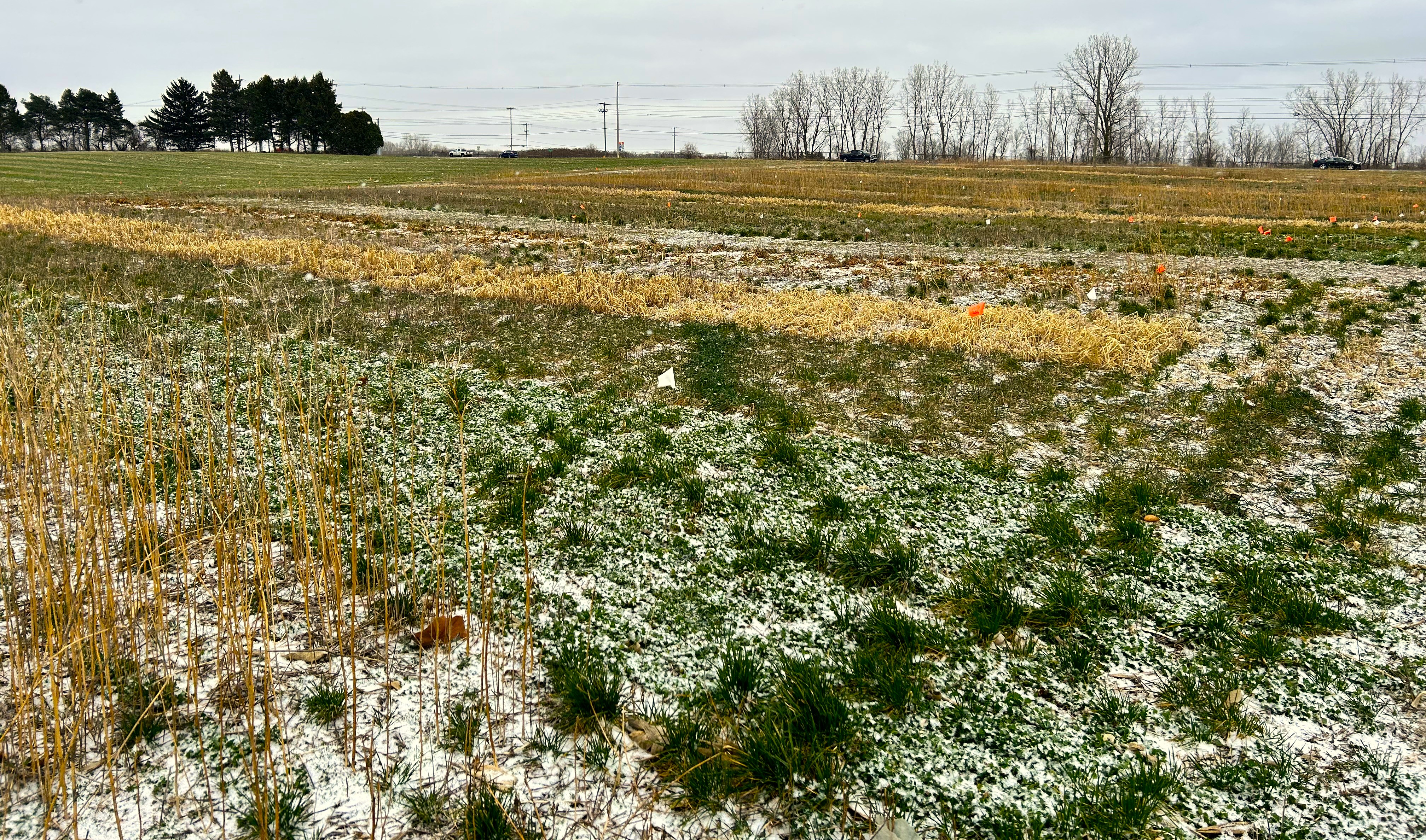 Cover crop demonstration plots.